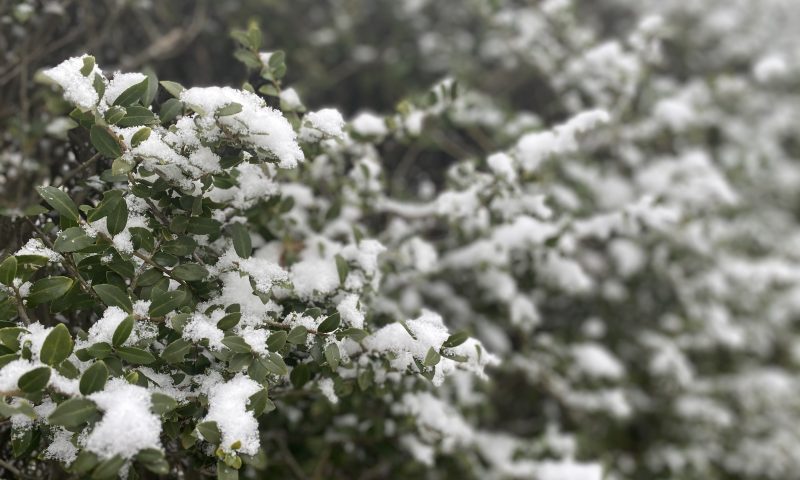 雪の朝