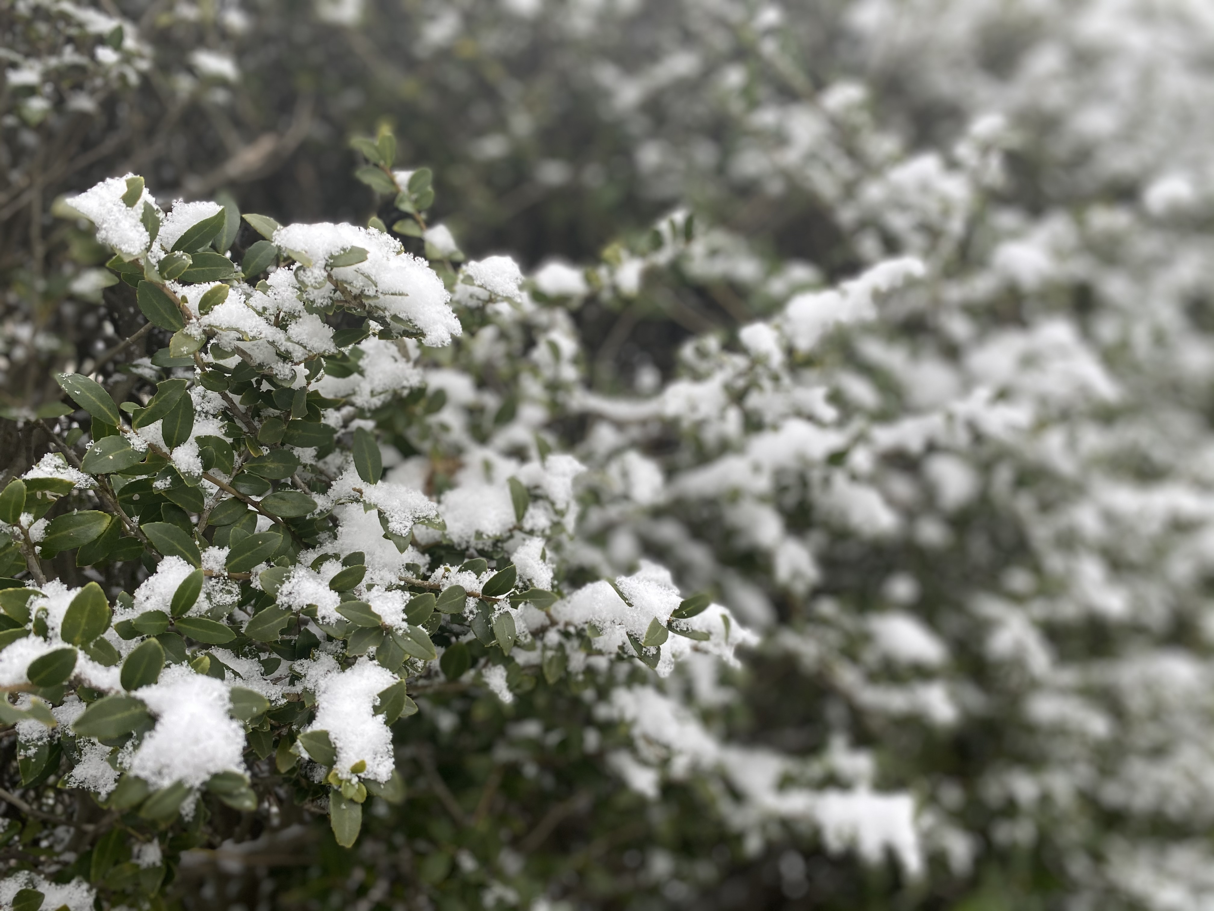 雪の朝